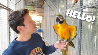 SURPRISING MY PARROT AFTER NOT SEEING FOR 2 MONTHS [upl. by Idaf]