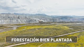 REPORTAJE ANTAPACCAY  FORESTACIÓN BIEN PLANTADA [upl. by Dev227]