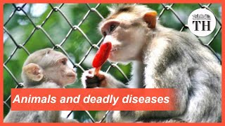 All about Zoonotic Diseases [upl. by Daye]