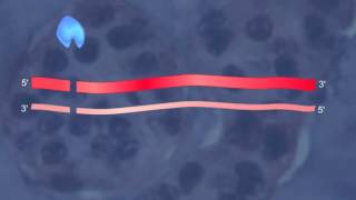 RNA Interference HD Animation [upl. by Yemarej]