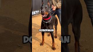 Doberman Pinschers Sleek Strong and IntelligentDobermanPinscher [upl. by Bain]