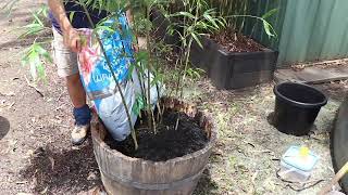 Plant Bamboo in Pots [upl. by Nilyahs]