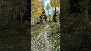 Fall Color Update Babbish Gulch Glenwood Springs Colorado [upl. by Dachy142]