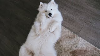 Can a Samoyed Live in an Apartment [upl. by Emmerie]