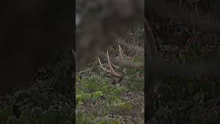 Giant 7 Point Buck Chasing Does hunting deer bowhunting hunter [upl. by Nonek]