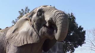 節分イベント〜ゾウさんに恵方巻きをあげよう！ 東武動物公園 [upl. by Milford]