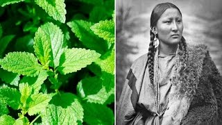 6 Plants Native Americans Use To Cure Everything [upl. by Wrdna]