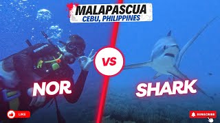 Scuba Diving in Malapascua Island Cebu Philippines A Close Encounter with the Thresher Sharks [upl. by Anyt99]