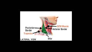 Triangles Of Neck Anatomy  Topography of Neck  Neck Muscles Anatomy  Part 3 [upl. by Semreh164]