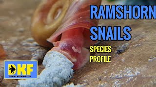 RAMSHORN SNAILS SPECIES PROFILE [upl. by Ricardama829]