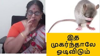 எலியை ஓட ஓட விரட்டும் 1 பொருள் இது அனுபவ உண்மைhow to rid rat from home [upl. by Yelserp]