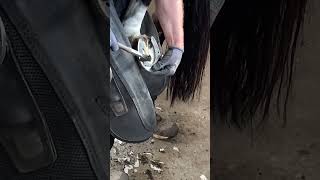 Horse Farrier 🐴 Shoeing a Horse 🐴 Horse gets new shoe 🐴 [upl. by Weismann]