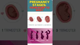 Pregnancy Stages From Bump to Baby [upl. by Mitran]