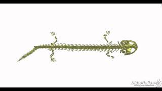 CT scan of Hellbender salamander [upl. by Reinar]