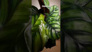 Калатея фасциата  Calathea fasciata  FlowersLand [upl. by Rosalind701]