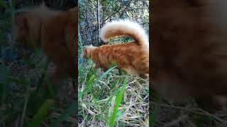 Swamp Kitty amp Swamp Dog squirreltailcat kitty cutecat catlovers [upl. by Friedly]