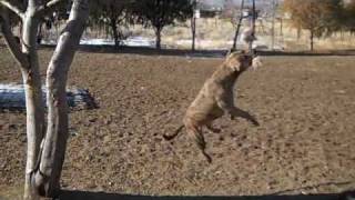 Best Pitbull Rope Swing [upl. by Miharba]