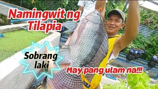 Namingwit ng tilapia sobrang laki may pang ulam na ningzleafygreens9070 [upl. by Gwendolen]