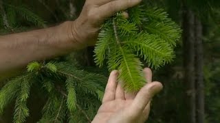 Des plantes pour mieux respirer  Allô Docteurs du 28 octobre 2016 [upl. by Enelhtak]