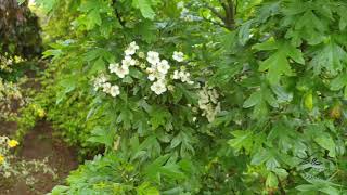 Crataegus monogyna Compacta hloh jednosemenný [upl. by Haneeja]