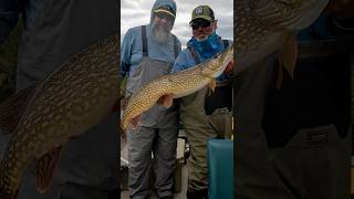 Aggressive Pike in Canada  Wollaston Lake Lodge  Fly Fishing [upl. by Asit951]