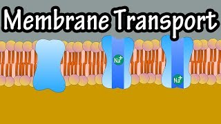 Cell Membrane Transport  Transport Across A Membrane  How Do Things Move Across A Cell Membrane [upl. by Inesita509]