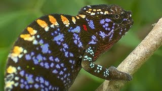 Live Fast Die Young Labords Chameleon  Madagascar  BBC Earth [upl. by Aikym]