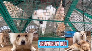 KUCH TO BAAT H CHOWCHOW DOG BREED ME 😳🤩 dogloverprakash [upl. by Atinob]