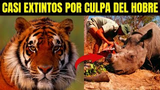 10 ANIMALES Casi EXTINTOS Por Culpa De El HOMBRE [upl. by Aramot344]