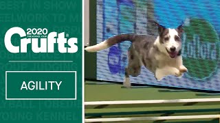 Agility  Championship Round 1  Medium Jumping  Crufts 2020 [upl. by Yrrol846]