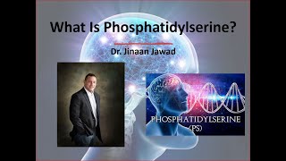 What Is Phosphatidylserine [upl. by Ahseiyt]