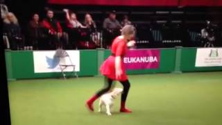 Teasel the dancing beagle in the crufts 2014 final [upl. by Nabru]