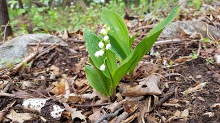 Convallaria majalis  Lily of the valley [upl. by Xet]