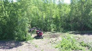 Central Tree uses Feller Buncher to clear land [upl. by Girhiny]