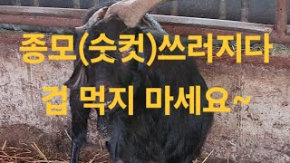 🐐 병에 맞는 치료하세요treatment of otitis media 귀농귀촌 농장생활 염소농장 보어염소 [upl. by Tri811]