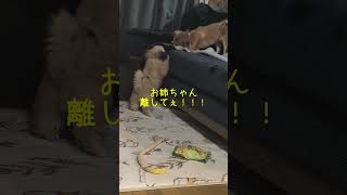 靴下がおもちゃになって行く😭笑かわいい mix 犬のいる生活 [upl. by Robbert]