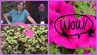 How to Plant Petunia Seedlings Planting Transplanting Time [upl. by Oileduab624]