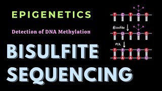 Bisulfite sequencing  DNA methylation  Epigenetics  GATECSIRNET [upl. by Enilekaj]