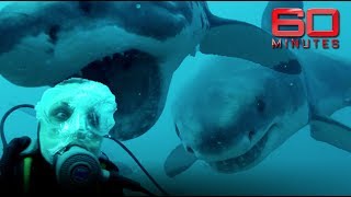 Face to face with great white sharks Outside the cage and totally exposed  60 Minutes Australia [upl. by Baumann93]