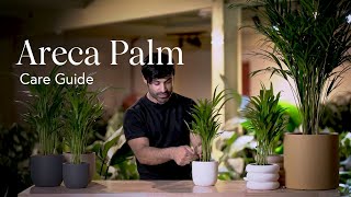 Areca Palm Care Guide  How to Pick Place and Parent Your New Plant [upl. by Ruhl]