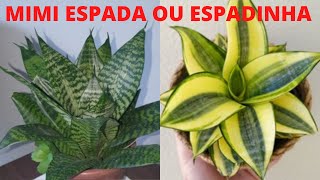 OLHA O QUE ACONTECEU COM A MUDA DA MINI ESPADA DE SÃO JORGE ESPADINHA [upl. by Nilyarg]