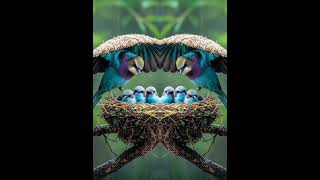 Mother bird Sheltering Her Chicks from Rain nature mother birds parrot shorts owl ai love [upl. by Assyral]