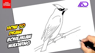 How to draw Bohemian Waxwing Bird [upl. by Arze]