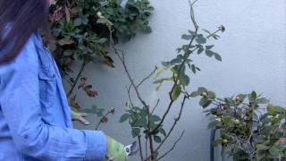 How to Prune Your Roses in 4 Easy Steps [upl. by Adnahs]