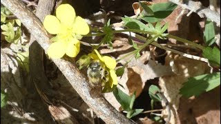 Leafcutter Bee Pollinates Cinquefoil Flowers [upl. by Farand]