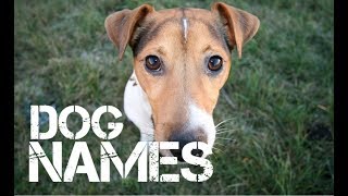 male Dog Names that start with w  YouTube [upl. by Accebber]