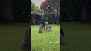 Lo mejor del mundo los perros 😍😍😍😍😍😍😍😍 [upl. by Nivrac]