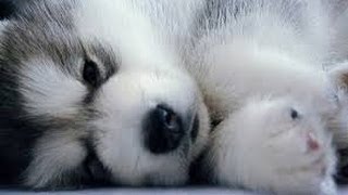 Pomsky Puppies cute Puppy Pomskies Cross Pomeranian Husky Tiny Adorable Baby POM Pomskys compilation [upl. by Gusella]