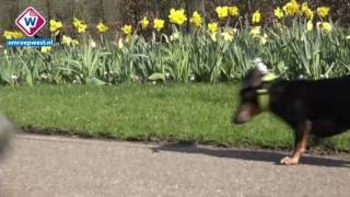 Toeristen zetten bloemetjes buiten in Keukenhof [upl. by Nallaf]