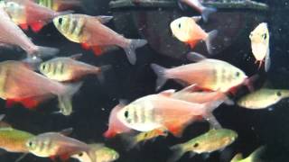 Fish Relaxation Scene  Real Live Fish Swimming to thier delight [upl. by Leonie650]